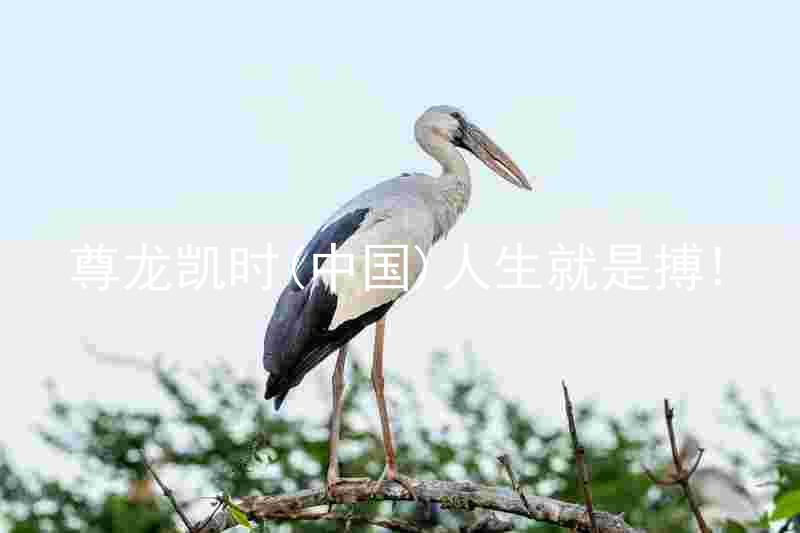 尊龙凯时(中国)人生就是搏!